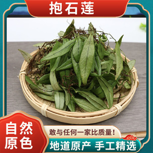 抱石莲草药正品中药材抱树莲石瓜子伏石蕨鱼鳖草金龟藤飞莲草泡茶
