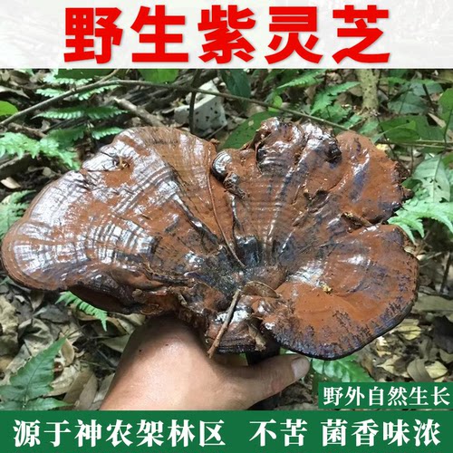灵芝正品整枝干货泡酒500g