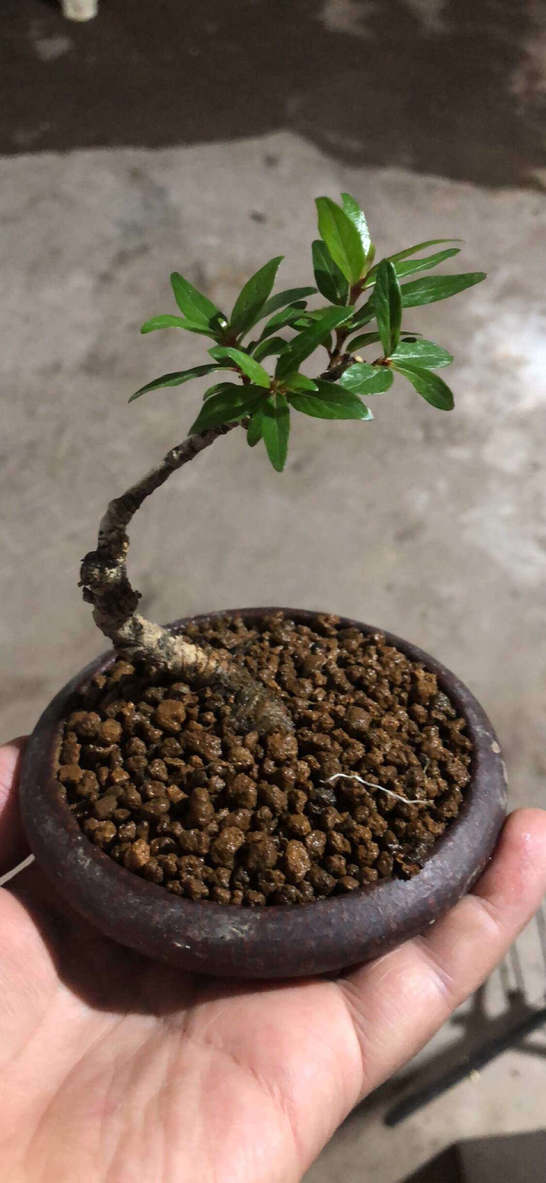 水杨梅原生态鱼缸乌龟造景装饰阴性水培植物水族净化水质小品盆栽