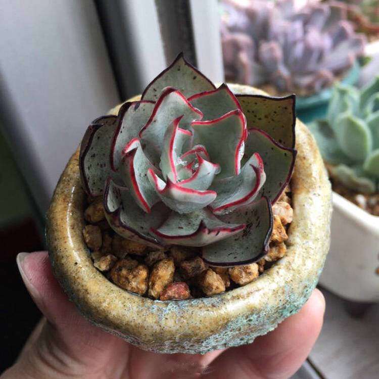 吸甲醛云南花园养剑司诺娃多肉组合大颗单头易爆盆老桩新手防辐射