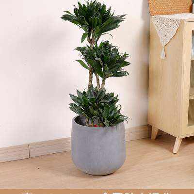 双木林太阳神盆栽老桩密叶朱蕉龙血树室内大型北欧网红ins风植z.