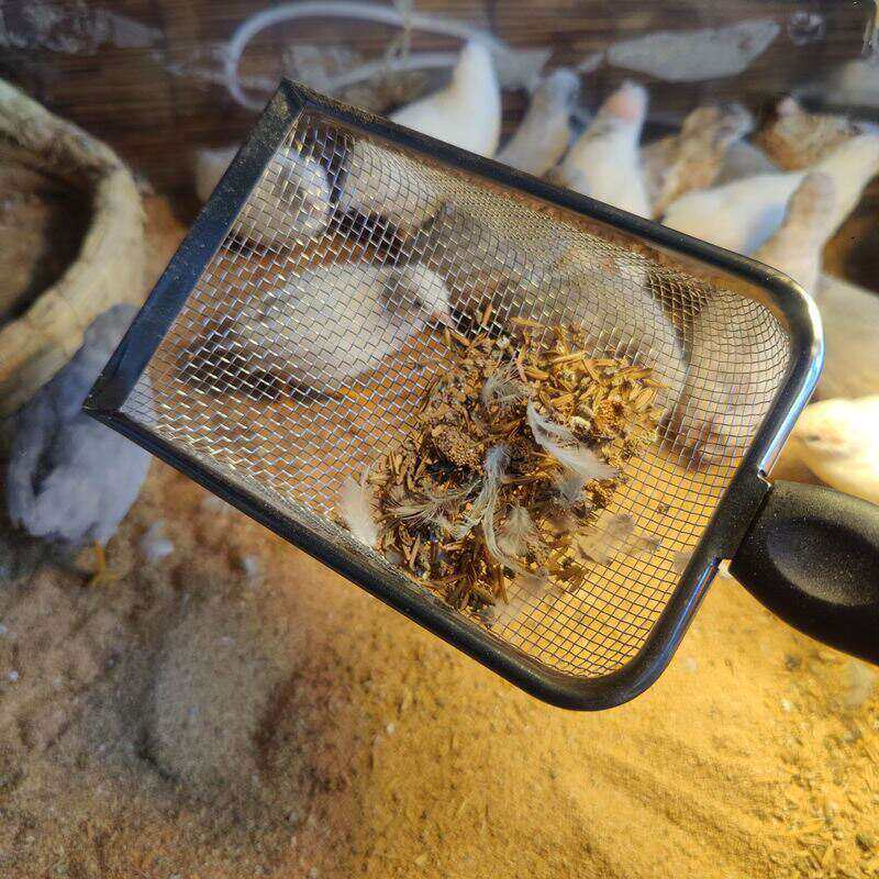 芦丁鸡铲子清理粪便铲屎神器核桃砂铲子筛子鸡粑粑专用铲猫砂铲