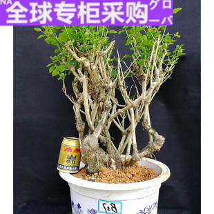 日本10.22更新一物一拍重瓣茉莉花盆栽丛林老桩老根室内阳台精品