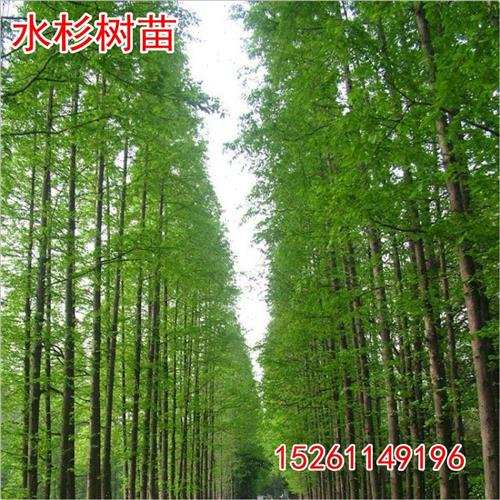 水杉苗水杉 苗 云杉池庭小苗树落羽杉中山杉树苗 杉院绿化景观树