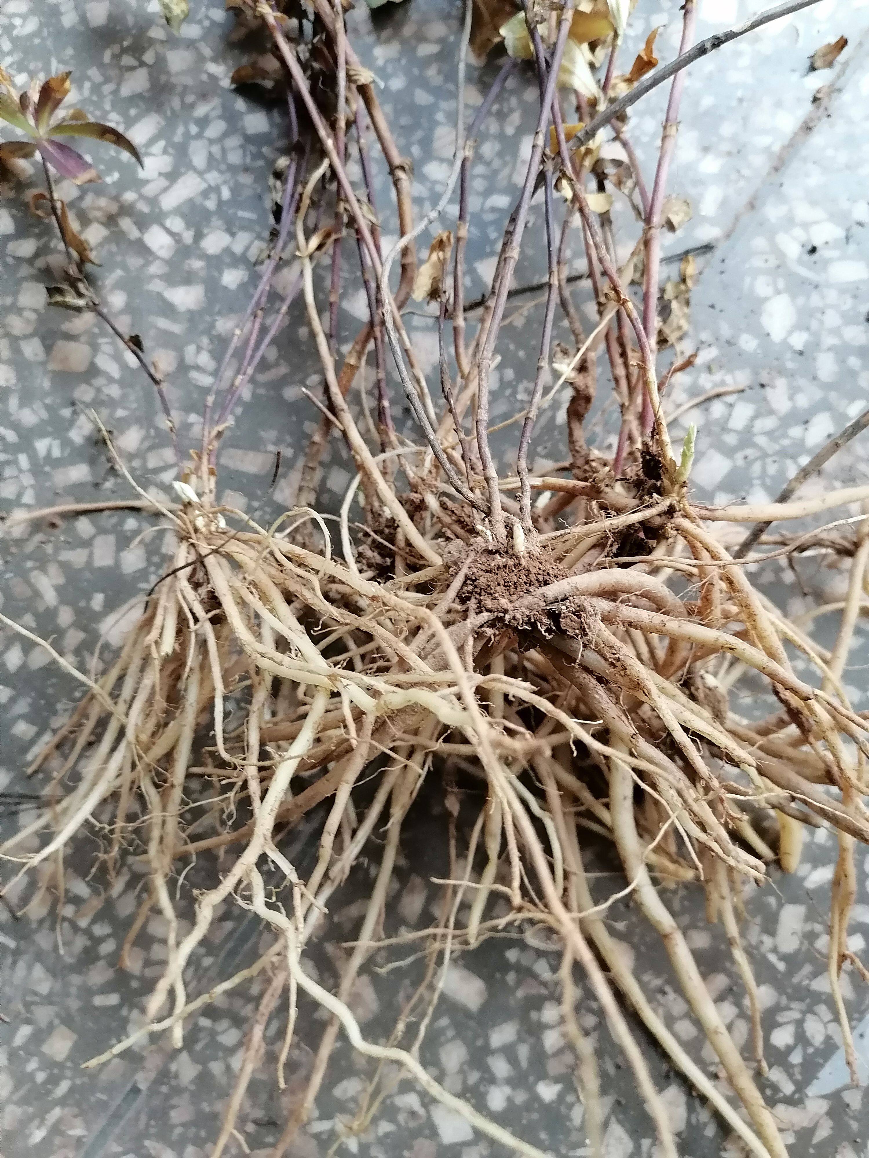 云南中药材龙胆草苦胆草正品默认下单包邮