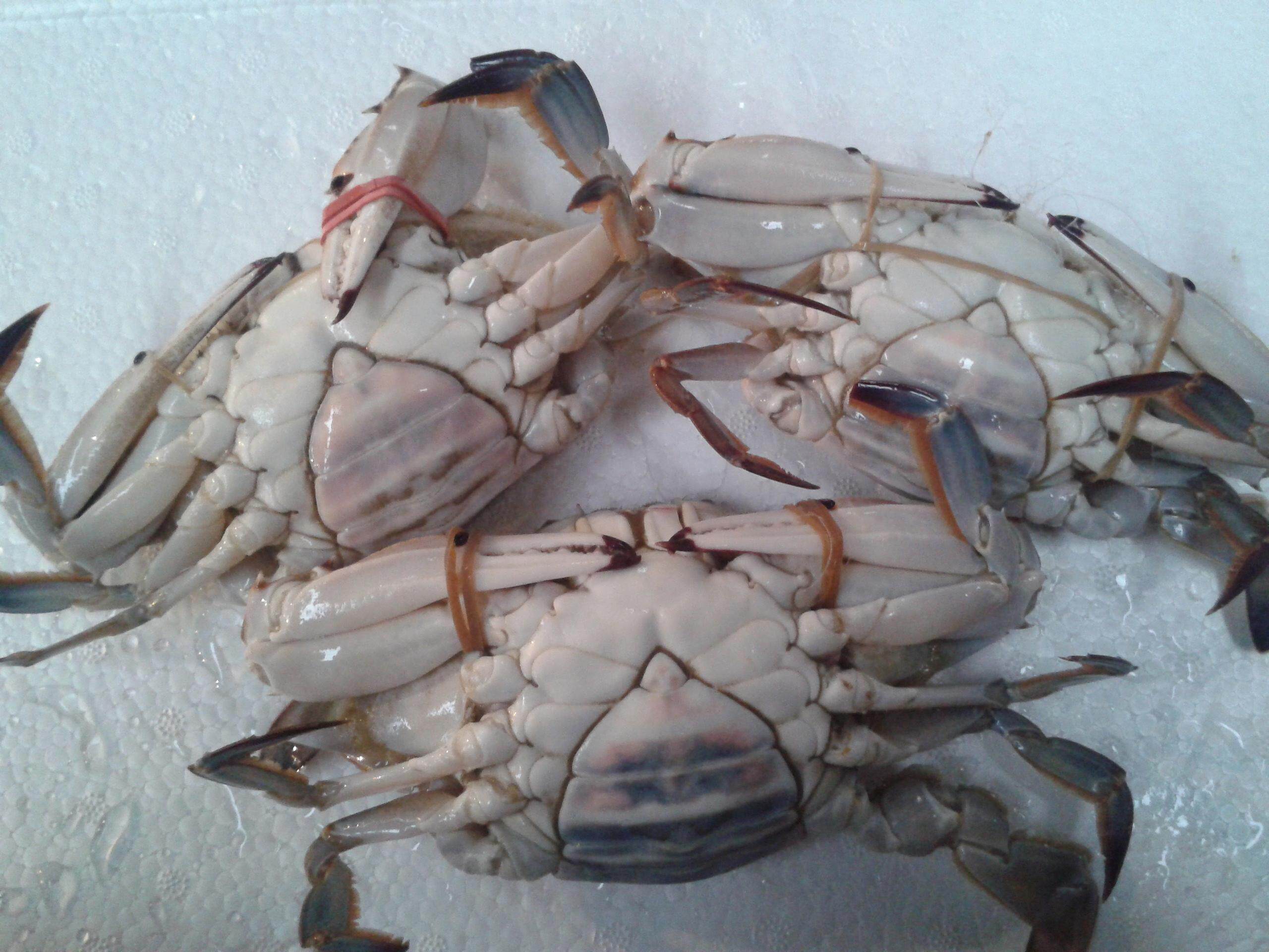 青岛梭子蟹鲜活特级红膏蟹母蟹海蟹飞蟹野生5-9两每只2斤起拍