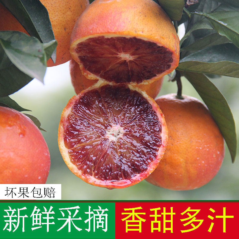 血橙新鲜采摘当季水果塔罗科玫瑰红心超甜红皮橙子正宗长寿湖血脐