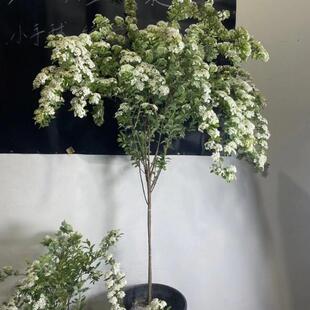 小手球树苗盆栽棒棒糖珍珠梅老桩菱叶绣线菊耐寒植物花卉露天地载