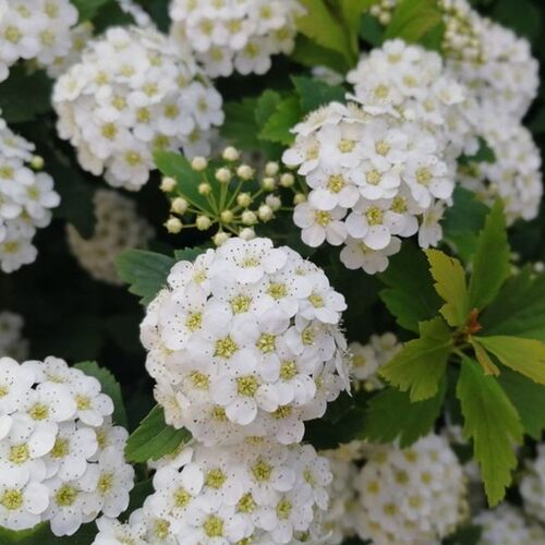 绣线菊小手球盆栽多年生花卉