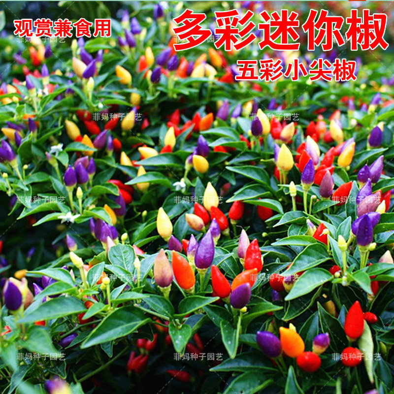 迷你五彩辣椒种子小尖椒阳台盆栽食用四季蔬菜种孑籽七彩色朝天椒