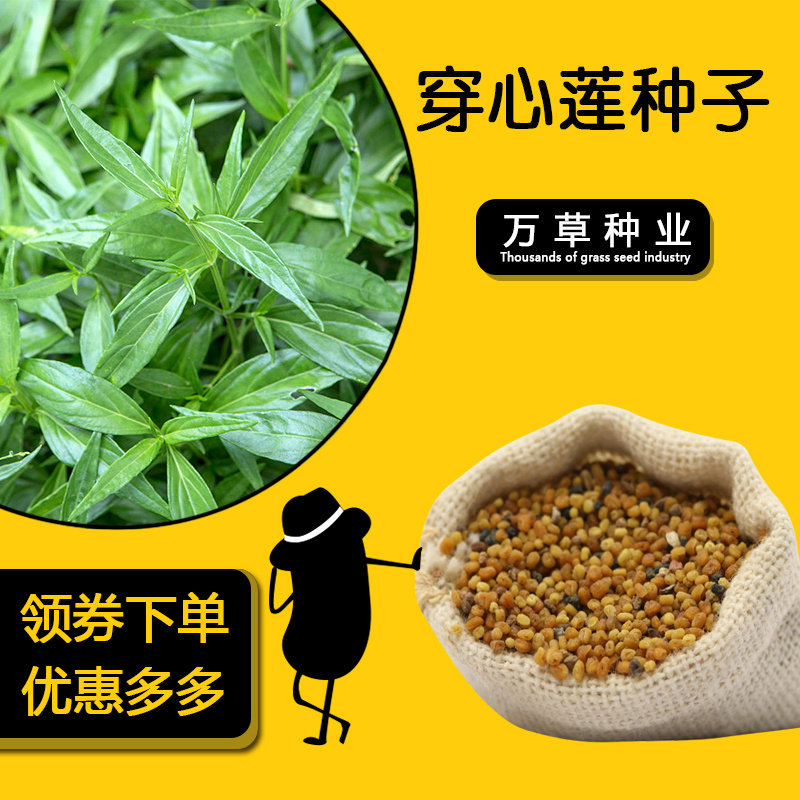 新鲜药用穿心莲种子嫩叶可泡茶入药家庭园艺种子中草药苦胆草种籽