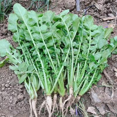 湖北农村农家露天蔬菜新鲜萝卜樱子嫩萝卜叶菜做泡菜带根3斤包邮