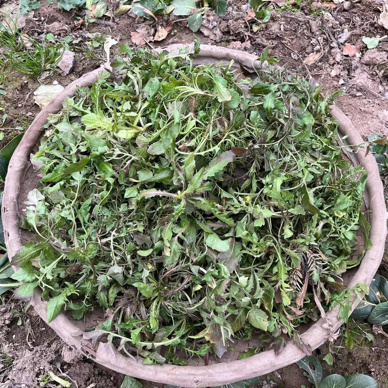 老奶奶现挖野生荠菜地菜