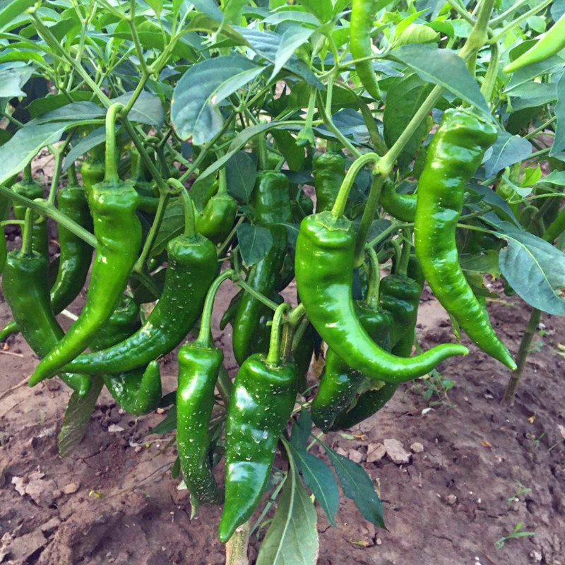 湖北农家自种本地3斤包邮辣椒