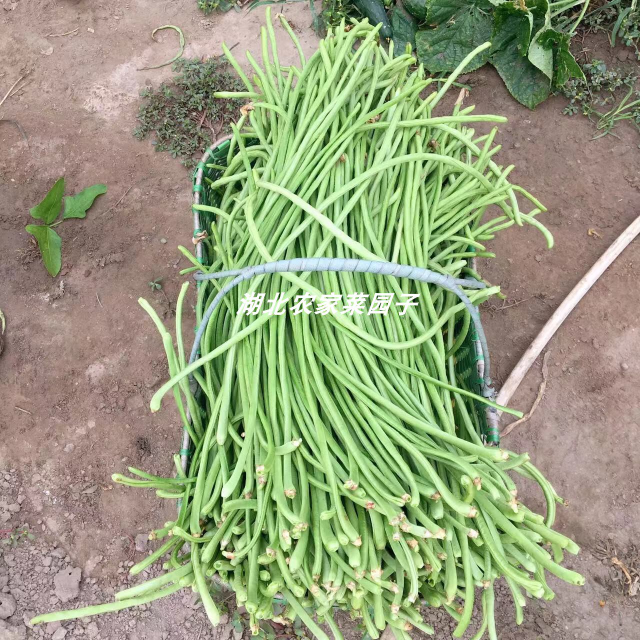 湖北农家新鲜豇豆长豆角长豇豆嫩豆角江豆现摘泡酸豆角2斤包邮