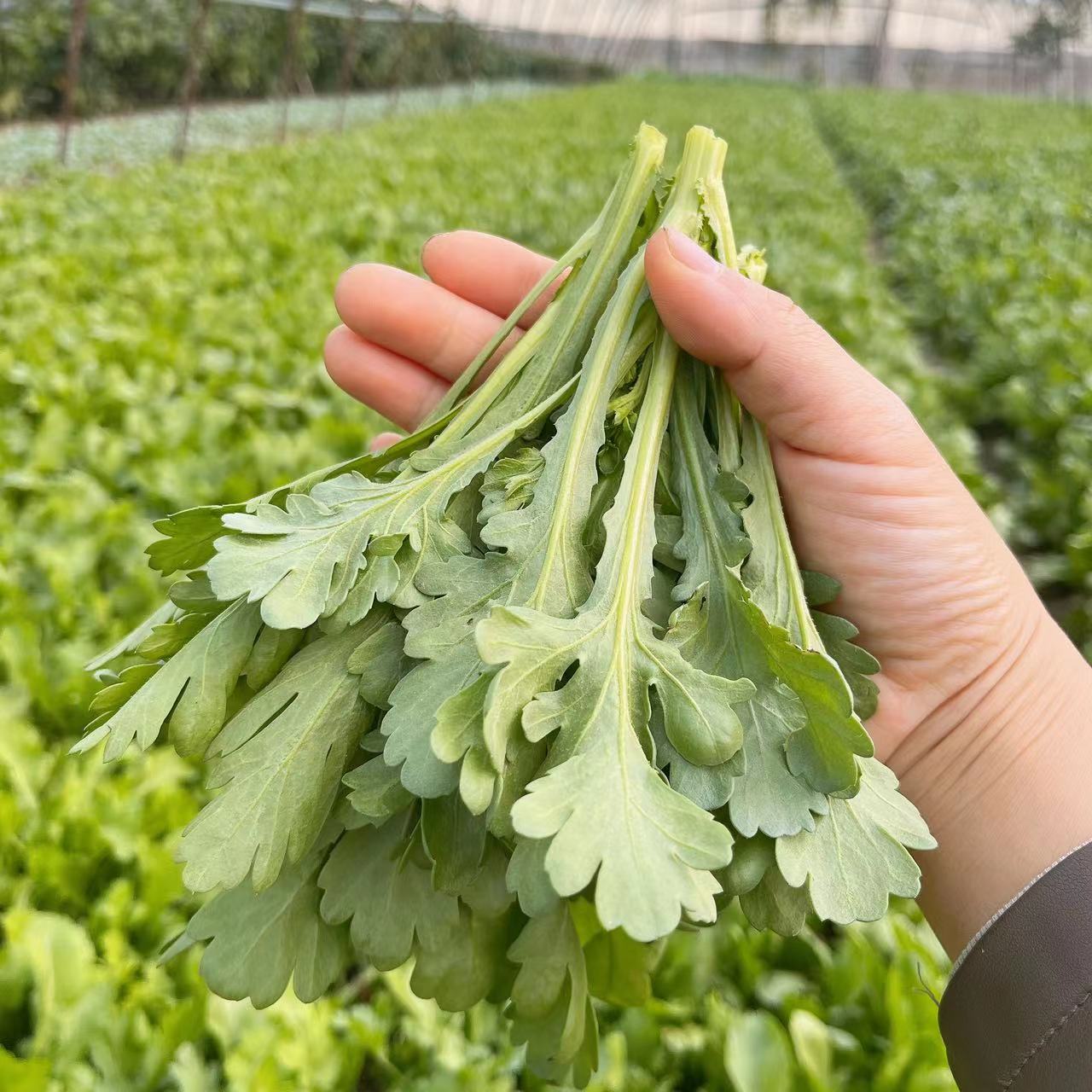 新鲜蔬菜大叶茼蒿小叶茼蒿蓬蒿菜