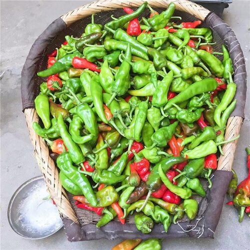 新鲜土辣椒青红辣椒随机　