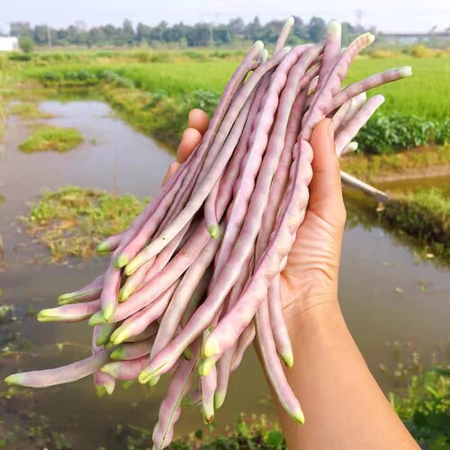 老品种红豆角带皮饱满的豆角