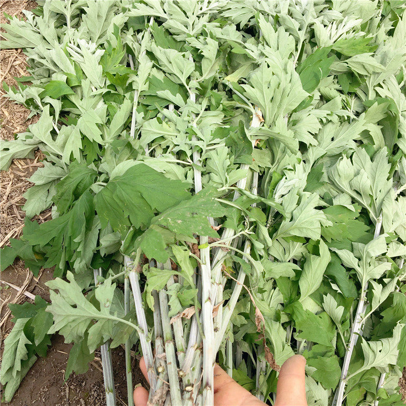 湖北农村新鲜青艾艾叶艾草条整棵端午节用插门头祛湿驱寒泡澡5斤