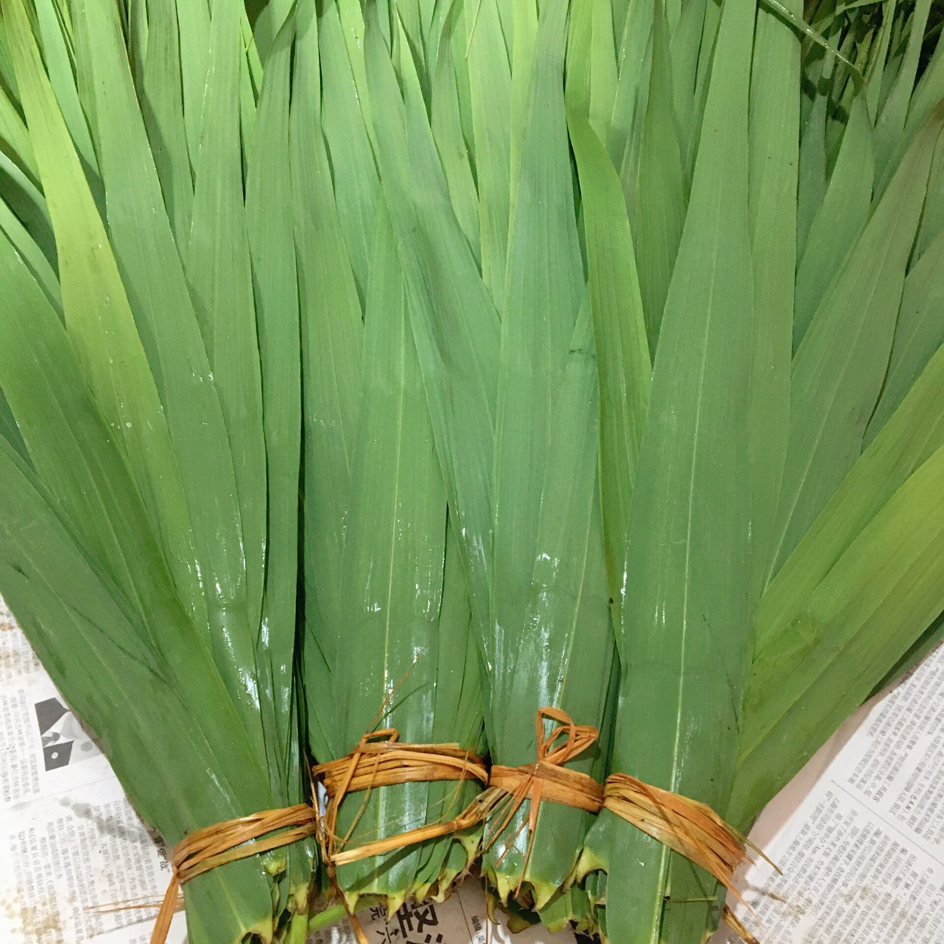 湖北农家现采野生芦苇叶新鲜粽叶清香端午节粽子叶非箬竹叶包邮