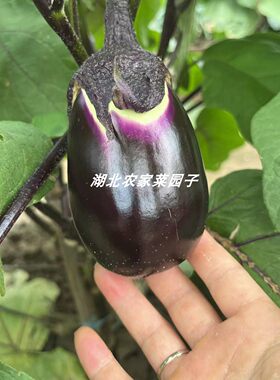 农村老奶奶自种糯米茄子紫茄子圆茄子老品种绿心土茄子开锅烂5斤