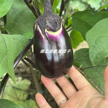 农村老奶奶自种糯米茄子紫茄子圆茄子老品种绿心土茄子开锅烂5斤