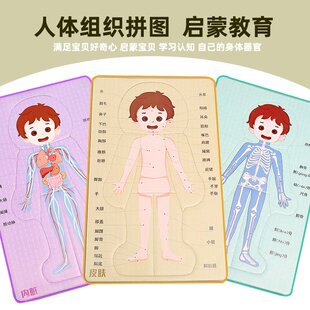 科技小制作DIY人体器官消化系统拼图KT内脏拼图模型科学实验SW07