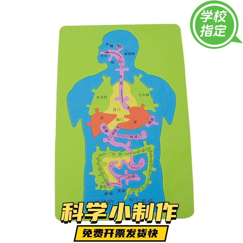 科技小制作发明手工DIY人体消化系统内脏拼图EVA模型益智科学ZX60