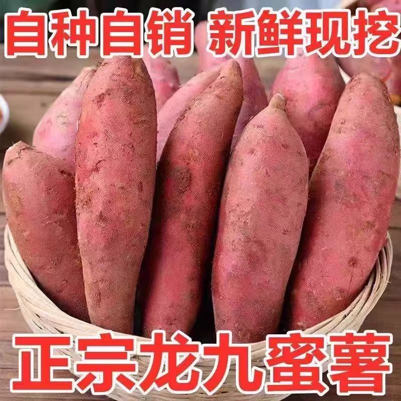 新鲜龙九黄金红蜜薯黄心软糯香甜
