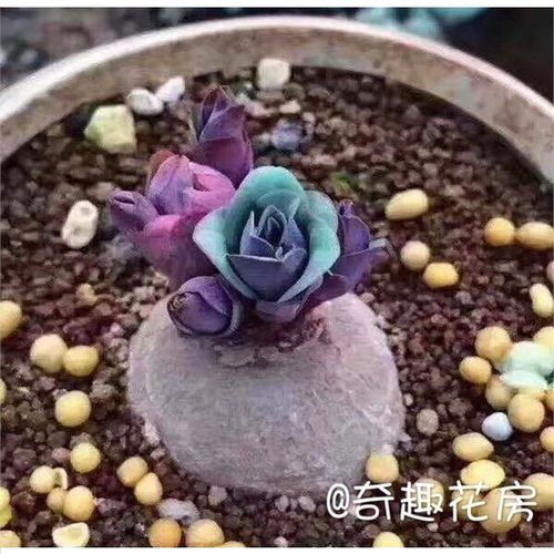 红花断崖女王价格 多少钱 红花断崖女王价格 多少钱