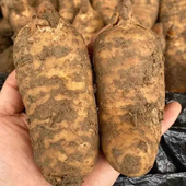 正宗贵州大方天麻鲜天麻现挖现发 到家 包邮