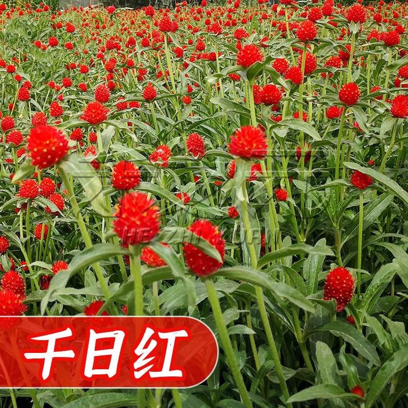 千日红种子易活开花室内盆栽千日紫花籽种孑室外花种籽子庭院好养