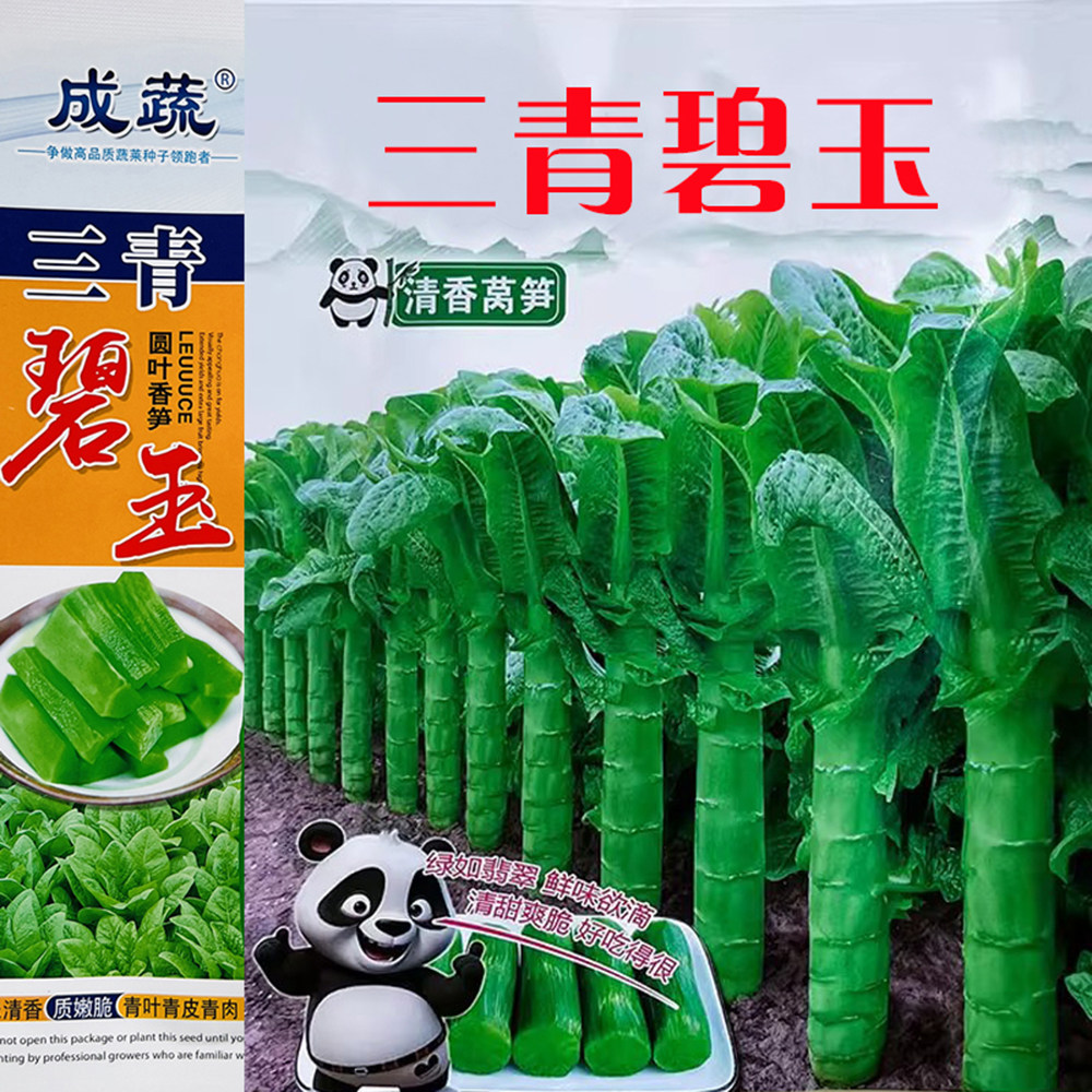 三青碧玉圆叶香莴笋种子青皮青肉莴苣种籽耐寒青笋春秋冬季蔬菜孑