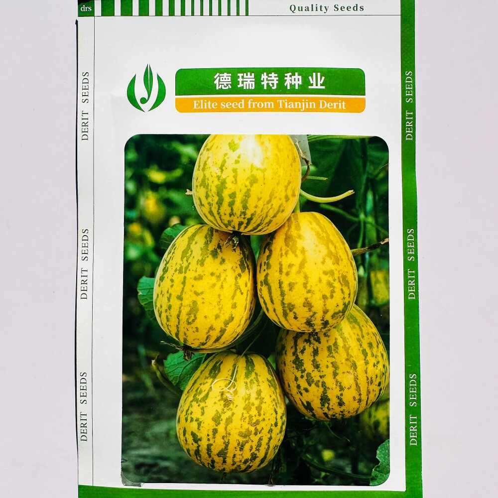 德瑞特博洋55甜瓜种子肉脆脆口感好早熟香瓜种籽瓜码密大田基地播
