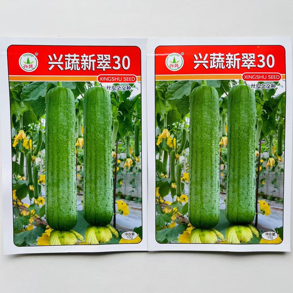 肉丝瓜种子丝瓜种籽四季春大棚早熟蔬菜丝瓜种孑农家春夏丝瓜苗秧