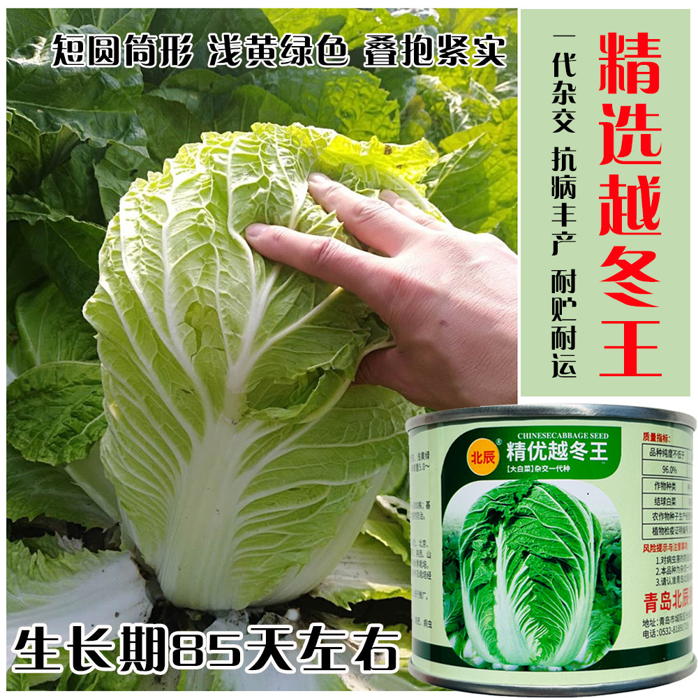 北辰精优越冬王大白菜种子杂交中熟白菜种籽农家秋季播种蔬菜种孑