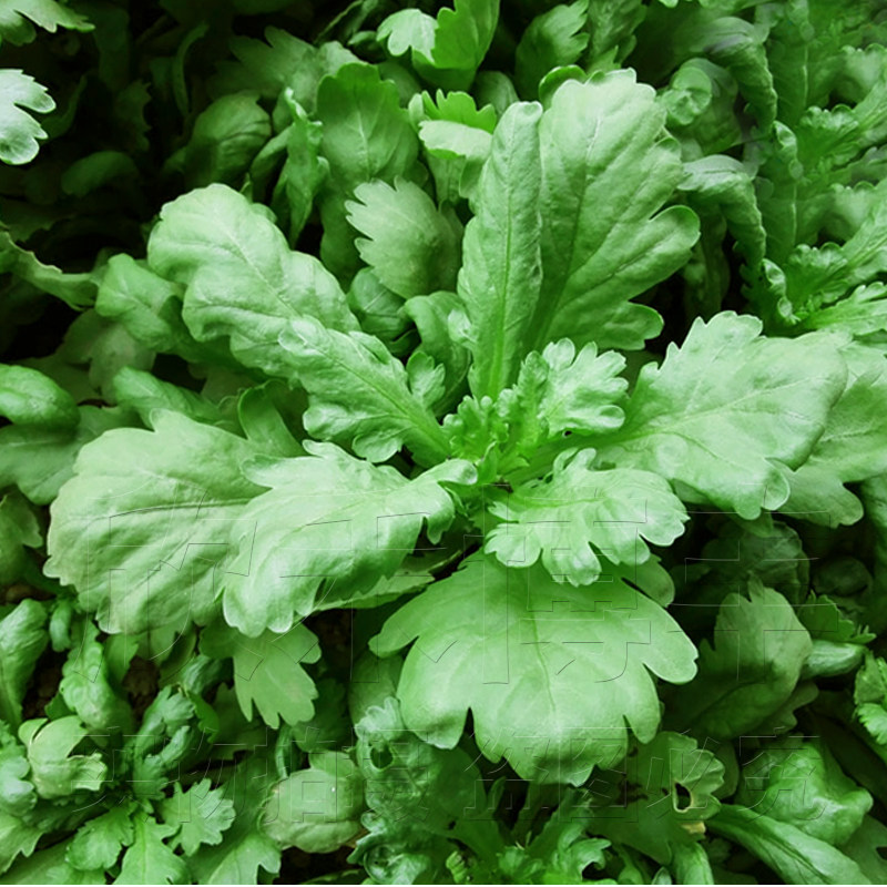 大叶茼蒿种子高产春季四季皇帝菜种孑耐热夏季秋季耐寒蔬菜种籽