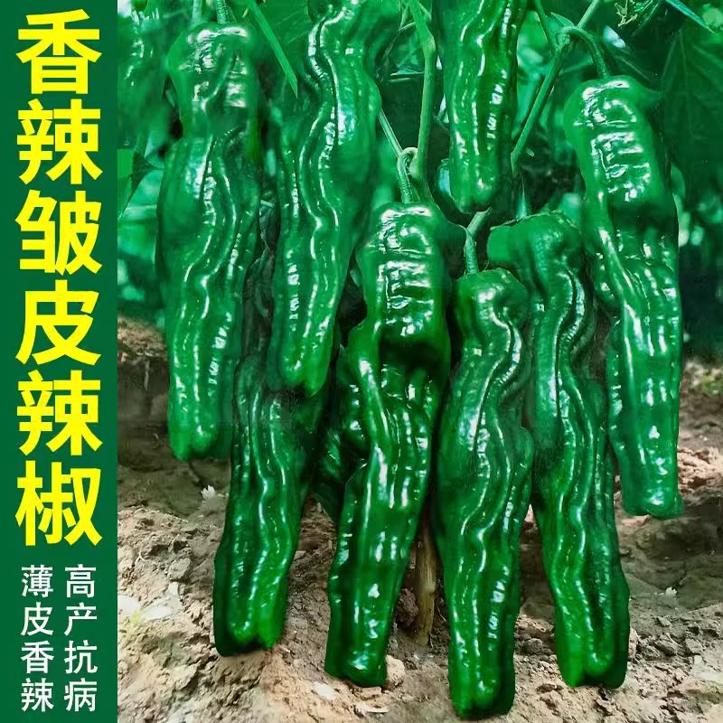 香辣皱皮辣椒种子薄皮辣椒麻辣椒种籽中辣四季种植盆栽籽种蔬菜孑