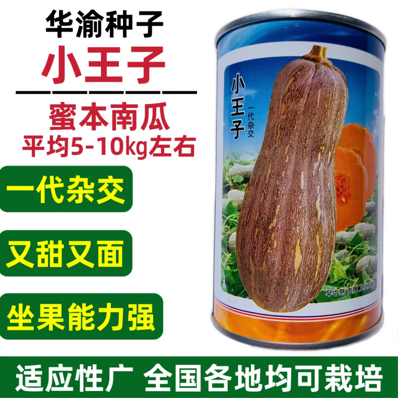 蜜本南瓜种子小王子早中熟粉糯香甜大果蜜本南瓜种籽高产蔬菜种孑