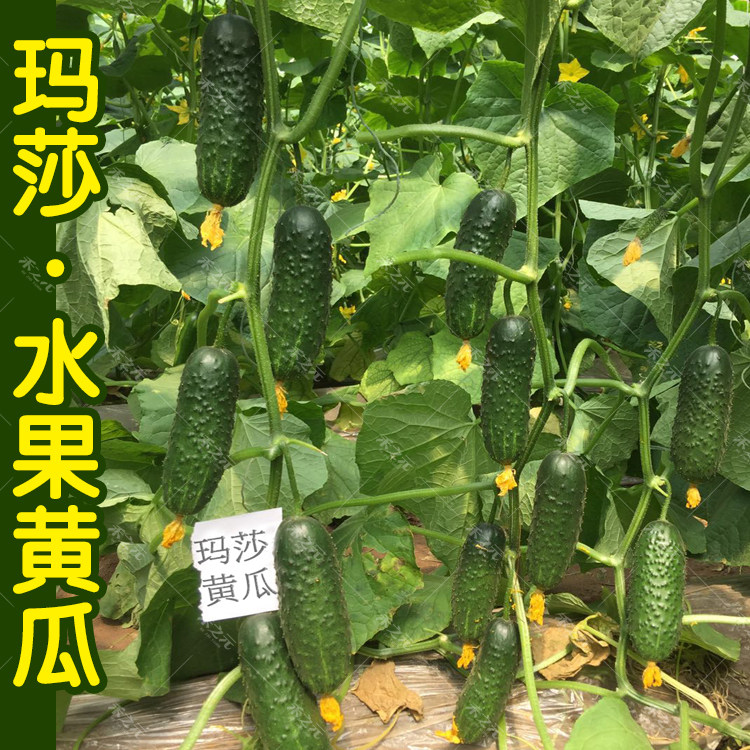 玛莎水果黄瓜种子迷你水果种籽菜种四季春夏季秋冬季盆栽蔬菜种孑