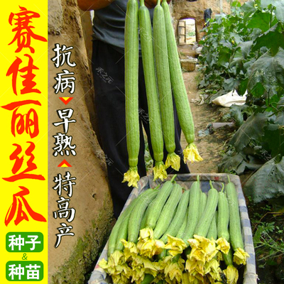 高产长丝瓜种子种籽苗早熟特长四季秧苗春季蔬菜子菜苗孑秧肉丝瓜