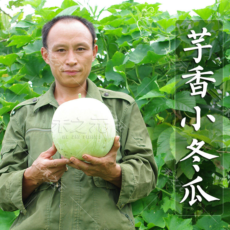 芋香小冬瓜种子芋头白皮粉冬瓜四季春季夏秋冬蔬菜种籽盆栽阳台农