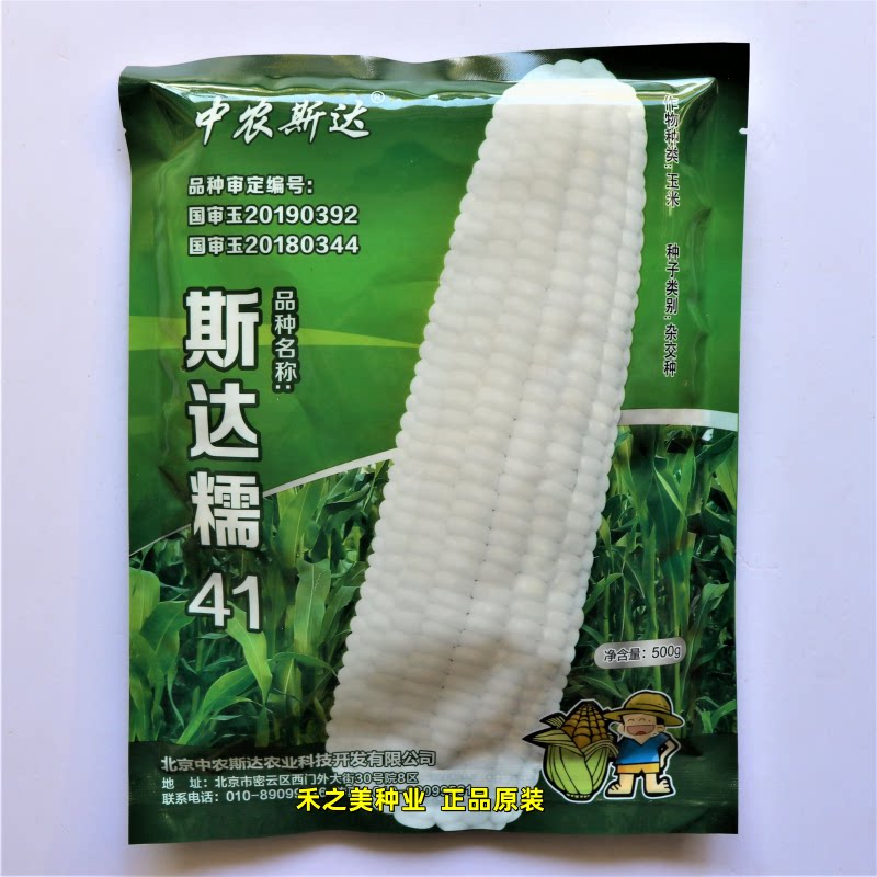 斯达糯41糯玉米种子大田春秋高产鲜食糯粘白玉米籽中农白糯玉米种