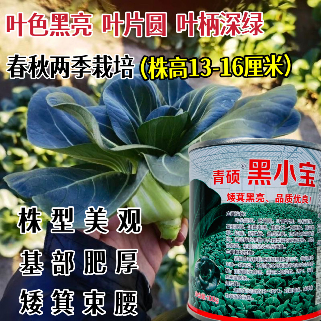 青硕黑小宝矮箕油亮型苏州青种子黑叶青梗菜种籽大田四季蔬菜种孑