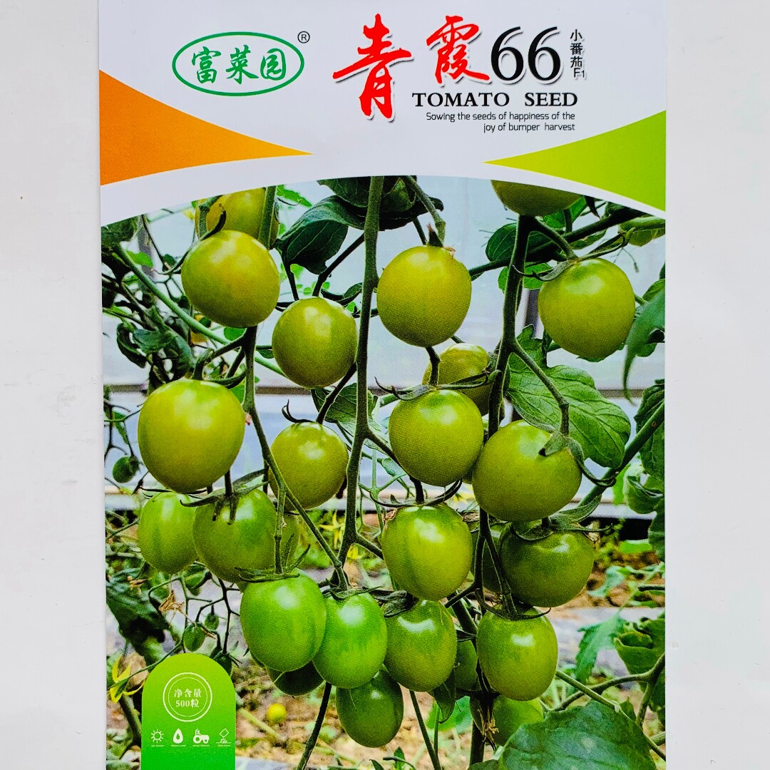 青霞66樱桃番茄种子无限生长早熟杂交小番茄种籽春秋季保护地播种