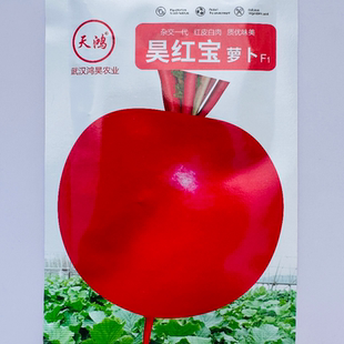 昊红宝圆萝卜种子东北大红萝卜种籽四季红皮白肉水萝卜农家蔬菜种