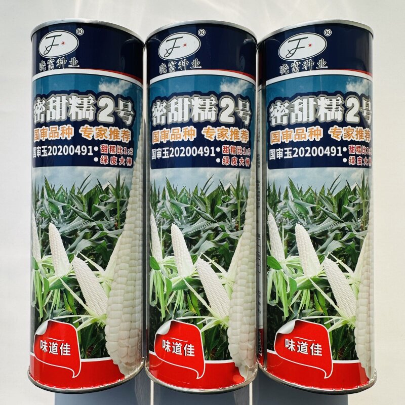 晓富蜜甜糯2号玉米种子甜加糯鲜食白甜糯玉米种籽南北方春秋季播
