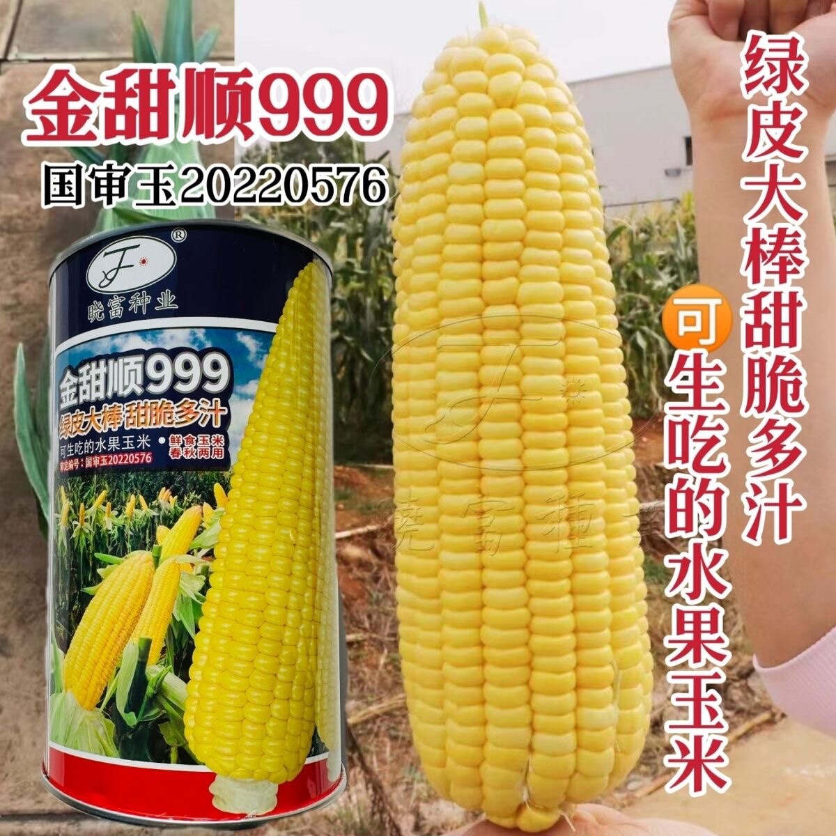 金甜顺999水果玉米种子脆甜多汁生吃水果玉米种籽黄色甜玉米