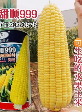 金甜顺999水果玉米种子脆甜多汁生吃水果玉米种籽黄色甜玉米