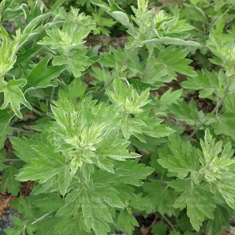 艾草种子食用药用驱蚊草艾叶种籽野生大小叶艾蒿青蒿种植四季驱蚊